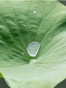 Lotusan