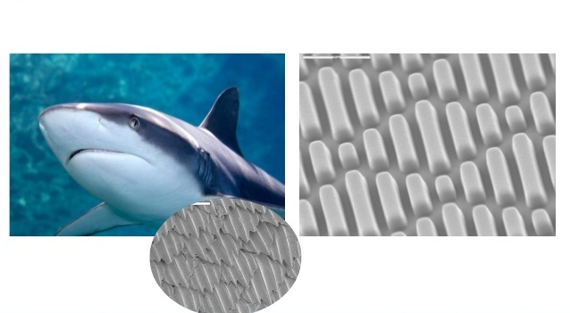 sharklet